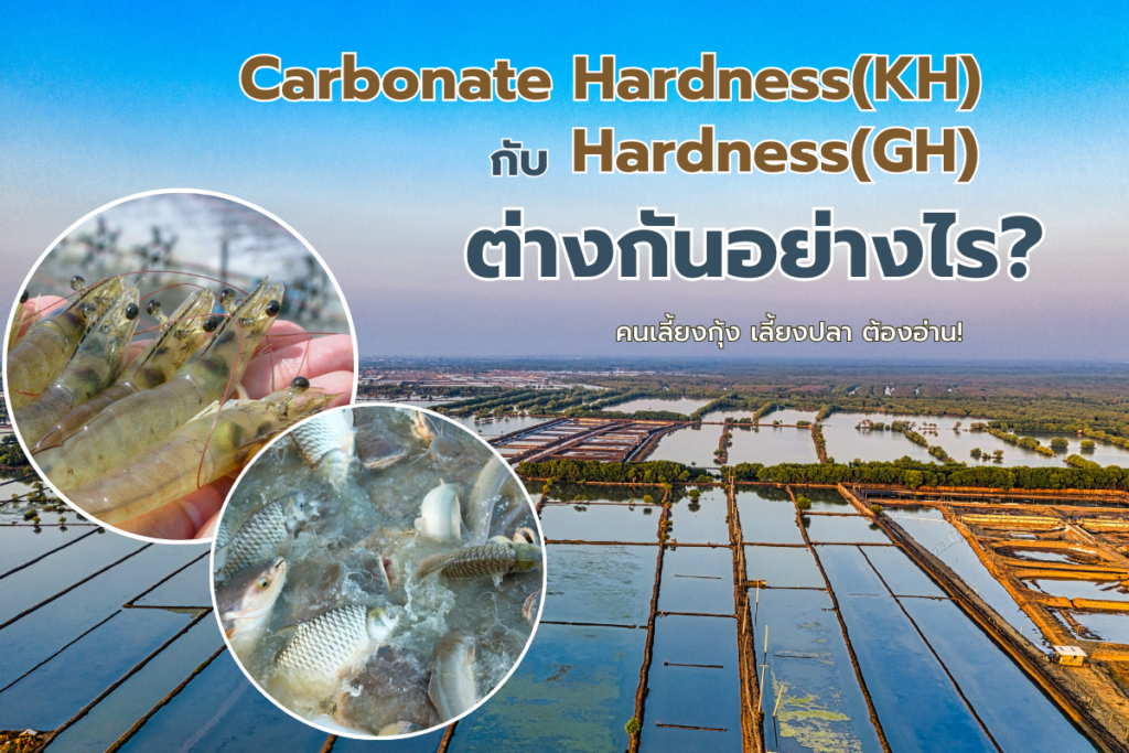 Carbonate Hardness(KH) กับ Hardness(GH) ต่างกันอย่างไร